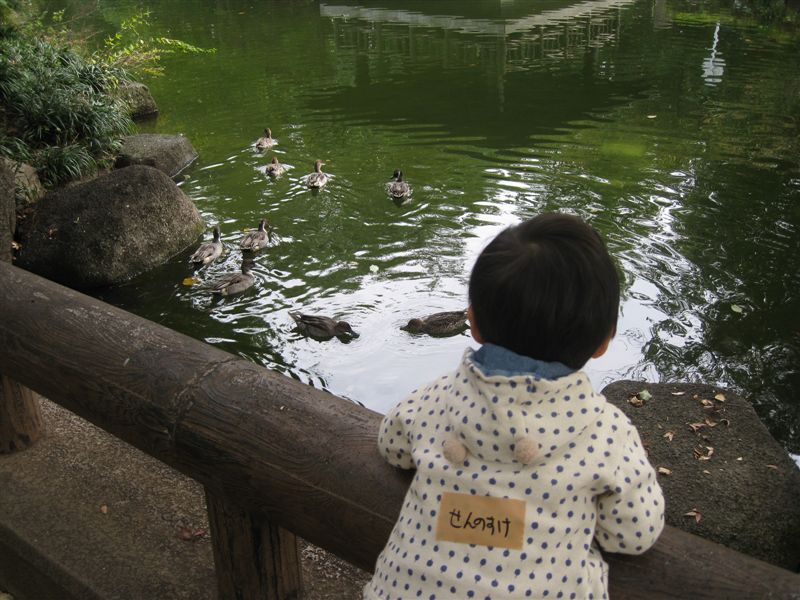 お池で鴨を見る