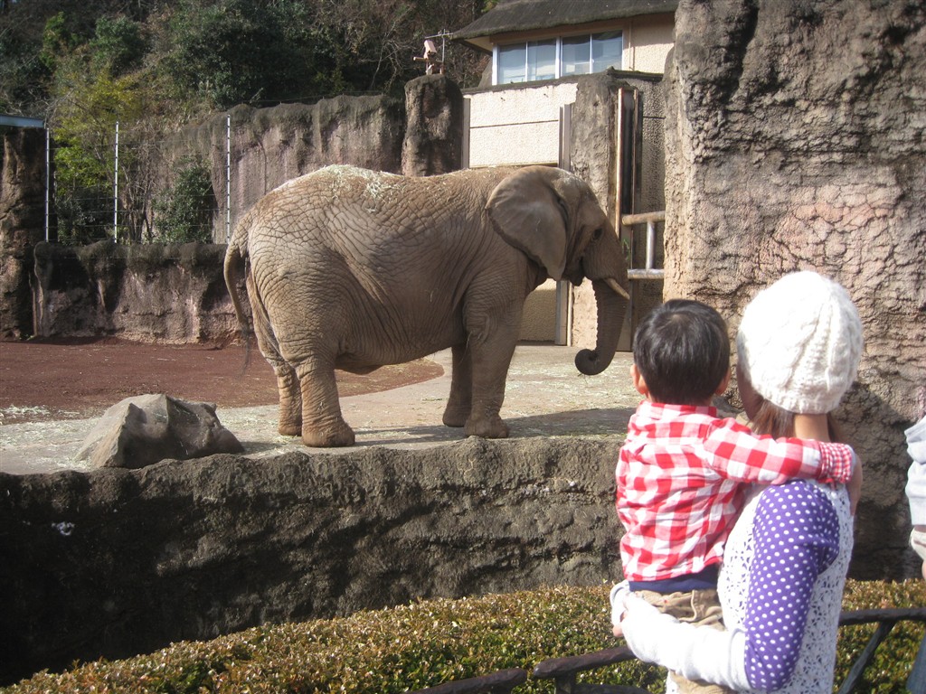 ゾウさんを見る