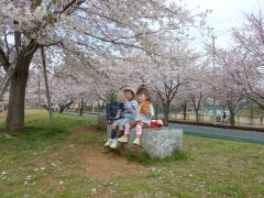 桜の下でおやつを食べる