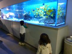 熱帯魚の水槽