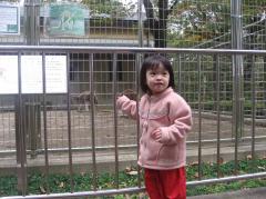 カンガルー